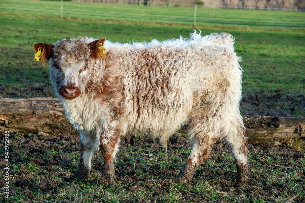 Obraz premium Junger Galloway -Bulle auf der Weide