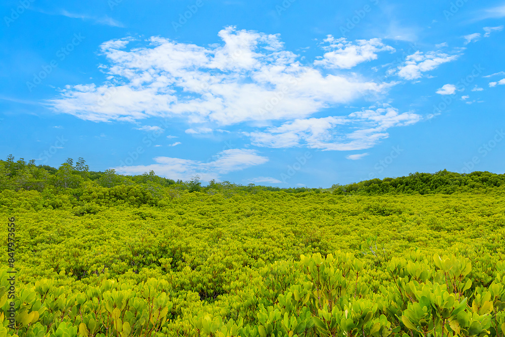 Beautiful green mangrove forest and blue sky at Thung Prong Thong, Rayong, Thailand. Beautiful green mangrove forest and blue sky at Thung Prong Thong, Rayong, Thailand.