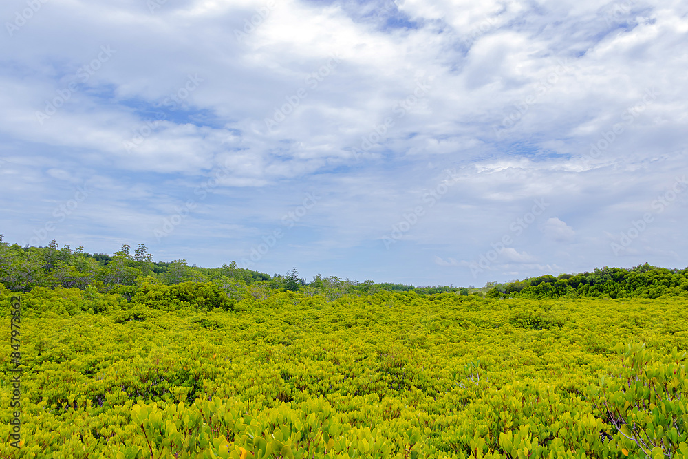 Beautiful green mangrove forest and blue sky at Thung Prong Thong, Rayong, Thailand. Beautiful green mangrove forest and blue sky at Thung Prong Thong, Rayong, Thailand.