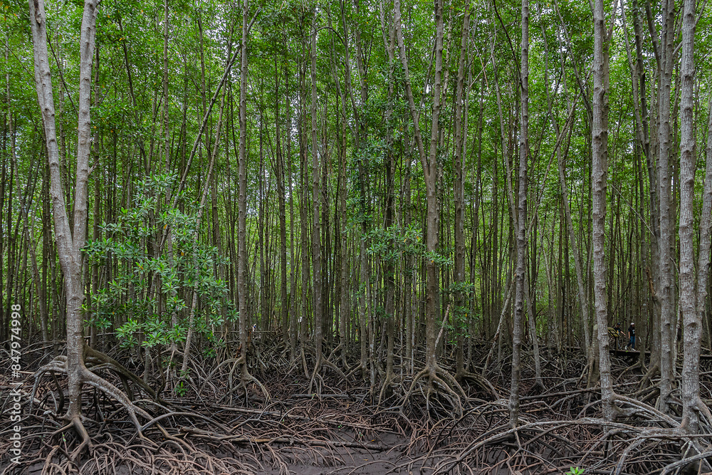 Beautiful green mangroves or tropical forest in Thailand. Beautiful green mangroves or tropical forest in Thailand.