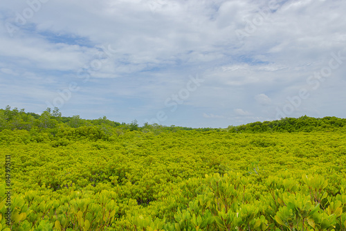 Beautiful green mangrove forest and blue sky at Thung Prong Thong, Rayong, Thailand.