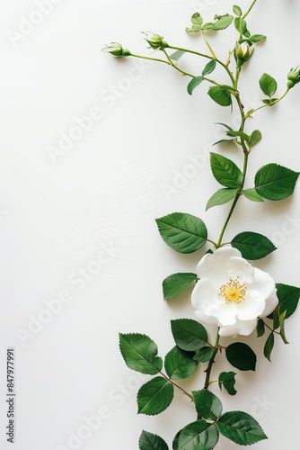flower Photography, Cherokee Rose, copy space on right, Isolated on white Background