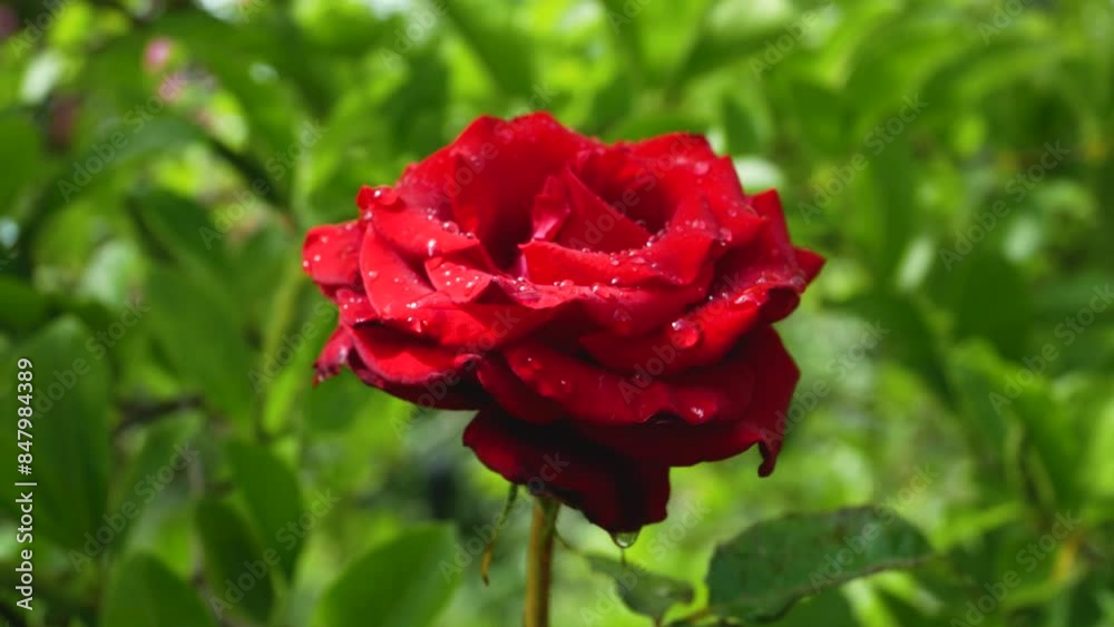 Dark red rose with dew drops after rain in the garden on the background of green leaves. Close-up. Dark red rose with dew drops after rain in the garden on the background of green leaves. Close-up.