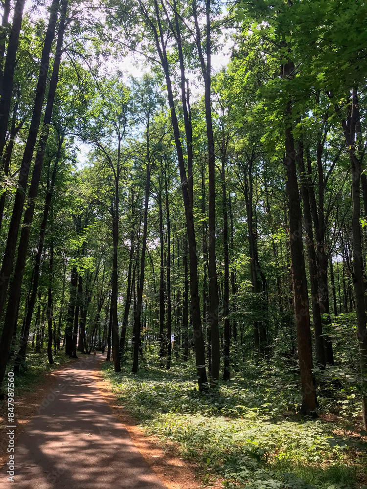 Obraz premium Chemin forestier parmi les arbres verts dans la forêt