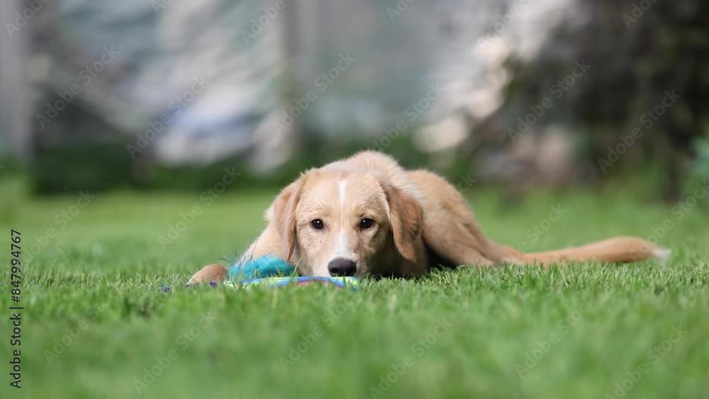 cute mixed breed dog puppy posing outdoors in summer cute mixed breed dog puppy posing outdoors in summer