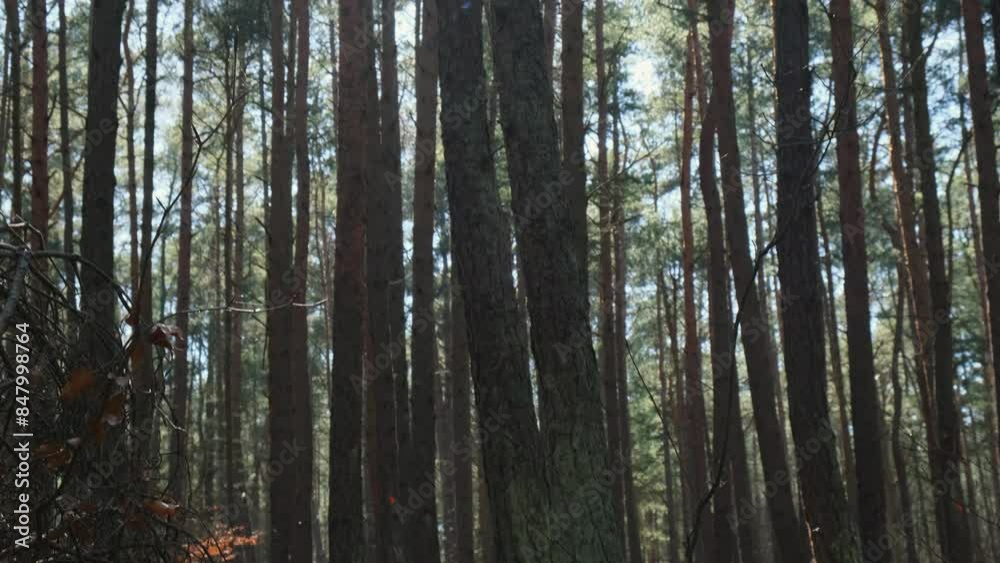 Beautiful pine and fir forest with thick layer of green moss covering the forest floor. Scenic view Sunlight shining through the branches. Forest land background. Magical Deep foggy Forest Misty Old Beautiful pine and fir forest with thick layer of green moss covering the forest floor. Scenic view Sunlight shining through the branches. Forest land background. Magical Deep foggy Forest Misty Old