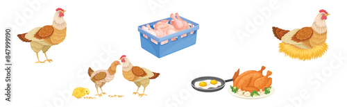 Chicken Meat Produce with Poultry Farm Food Vector Set