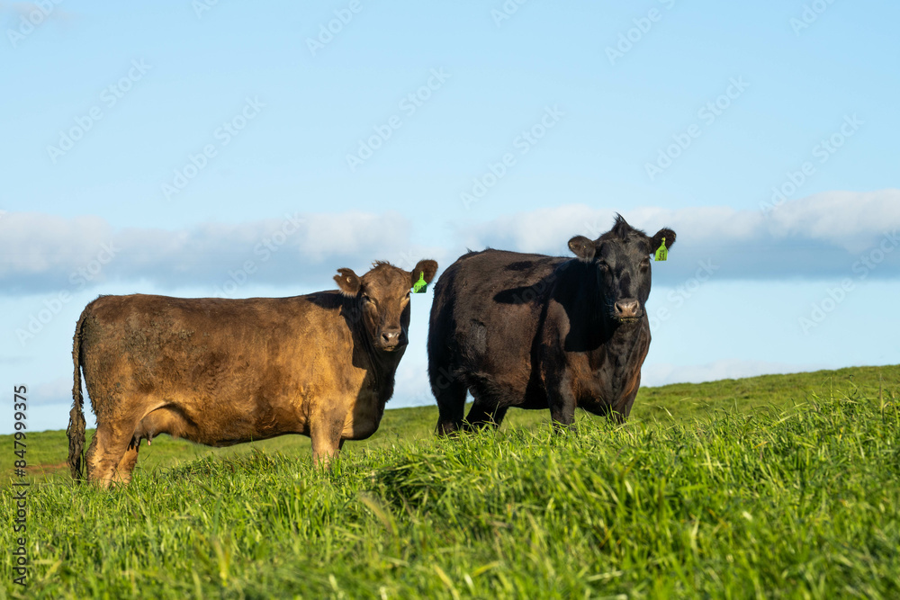 Stud Beef bulls and cows grazing on grass in a field, in Australia. breeds include speckle park, murray grey, angus, brangus and wagyu. Stud Beef bulls and cows grazing on grass in a field, in Australia. breeds include speckle park, murray grey, angus, brangus and wagyu.