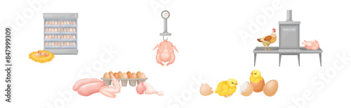 Chicken Meat Produce with Poultry Farm Food Vector Set