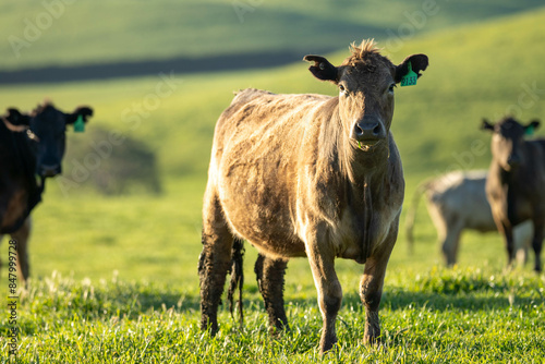 cows and cattle grazing in tasmania Australia in a farm in the countryside