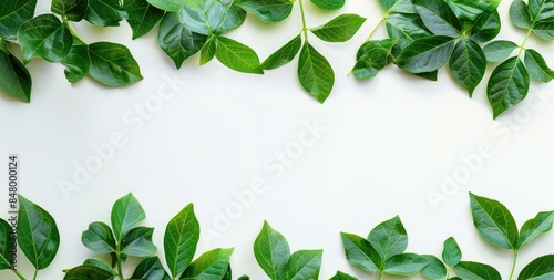 A frame of green leaves spread across a white background