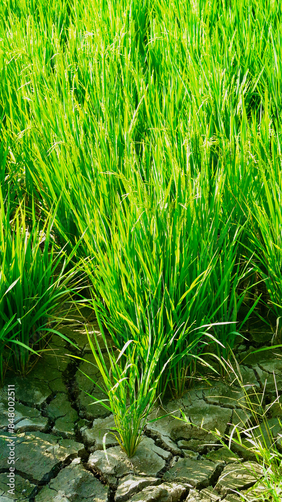 Green grass background. Rice plant close up. Tall grass grows in a field in rows on cracked dry ground. Green grass background. Rice plant close up. Tall grass grows in a field in rows on cracked dry ground.