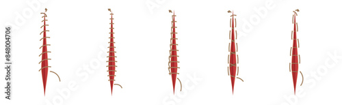 Baseball Stitches and Red Lace with Loop of Thread Isolated on White Background Vector Set