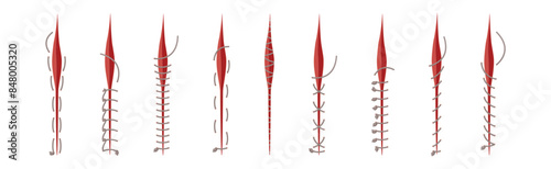 Baseball Stitches and Red Lace with Loop of Thread Isolated on White Background Vector Set