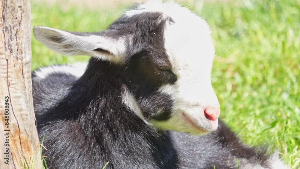 Young goat kids frolic in the pen outside the stable. They munch on grass, head-butt each other, and nurse from their mother. The area is enclosed by a wooden fence. Happy goats on a sunny day.