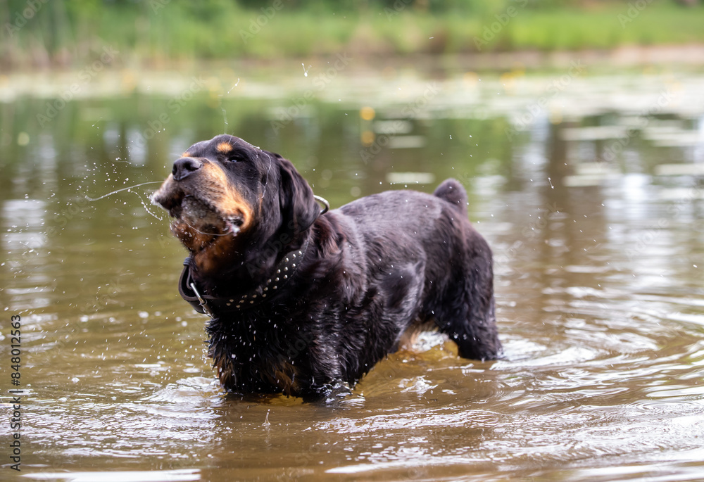 Ein Rottweiler steht im Wasser und schüttelt sich, Ein Rottweiler steht im Wasser und schüttelt sich,