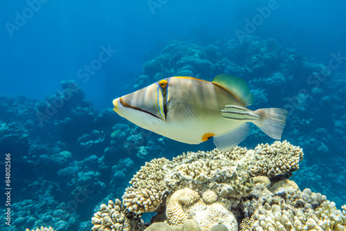 A coral fish - Picasso triggerfish Rhinecanthus assasi. Taking in Red Sea, Egypt.  photo