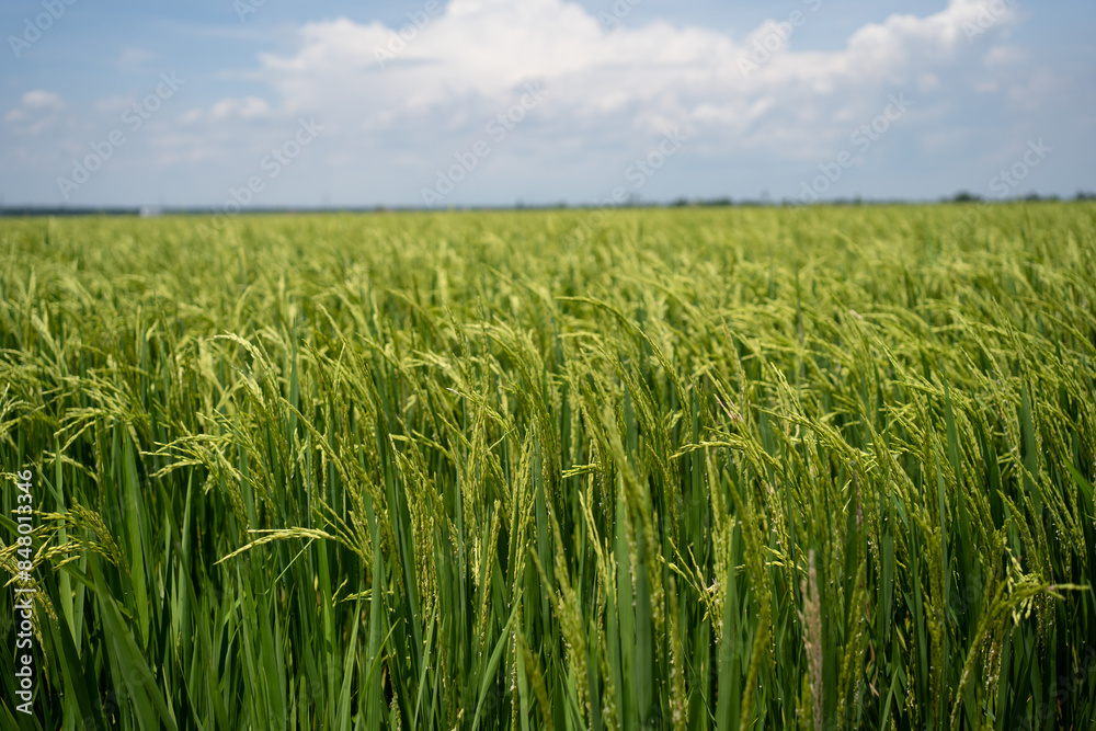 Rice (Oryza sativa) plant close up. Paddy field close up. Rice (Oryza sativa) plant close up. Paddy field close up.