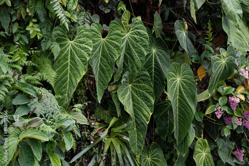 Anthurium Marmoratum, Anthurium Queremalense, Anthurium Metallicum growing bushy in the rain forest. Anthurium plant foliage background. Vertical garden