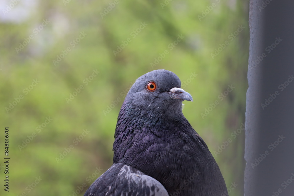 Pigeon closeup portrait, bird on the window, rainy day, pigeon beautiful portrait, pigeons eyes in macro, Extreme Close Up, cute animals Pigeon closeup portrait, bird on the window, rainy day, pigeon beautiful portrait, pigeons eyes in macro, Extreme Close Up, cute animals