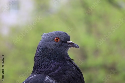 Pigeon closeup portrait, bird on the window, rainy day, pigeon beautiful portrait, pigeons eyes in macro, Extreme Close Up, cute animals