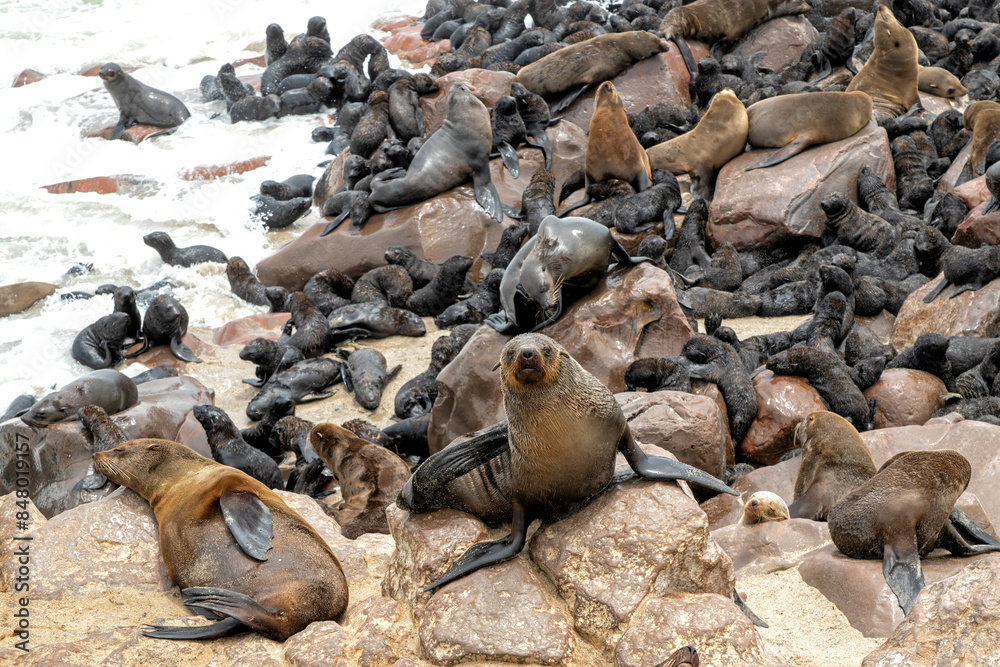 Fototapeta premium Seals on the beach. The Cape Cross Seal Reserve, the world’s largest breeding colony of Cape fur seals (Arctocephalus pusillus), with up to 200 000 seals. In Febrary there are many 3 month old pups.