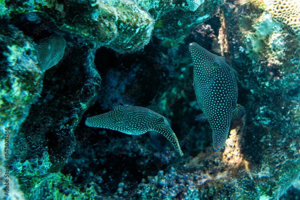 Fototapeta premium Coral fish- red sea toby (Canthigaster margaritata)