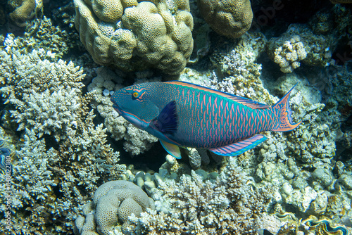 A coral fish - Bicolor Parrotfish - Cetoscarus bicolor in the Red Sea , close up  photo