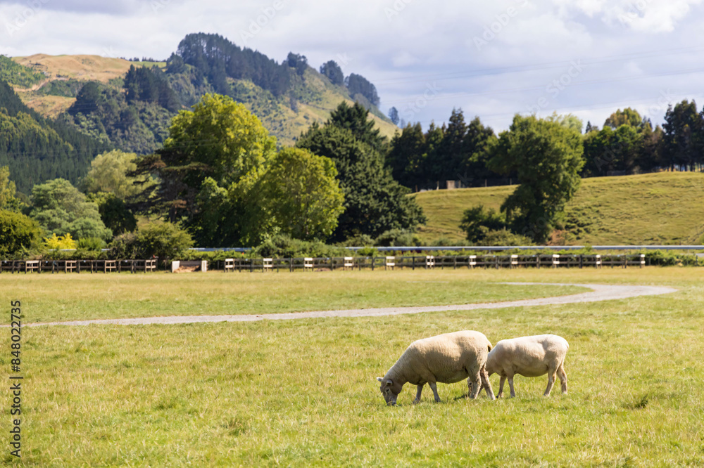 Fototapeta premium Sheep Grazing in Lush Countryside