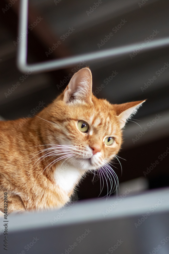 A cat sitting on a shelf looking up at the camera A cat sitting on a shelf looking up at the camera