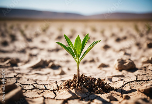 Young green plant growing in dry cracked land, Concept climate change, resilience and new beginnings, Nature recovery, Hope and renewal amidst adversity