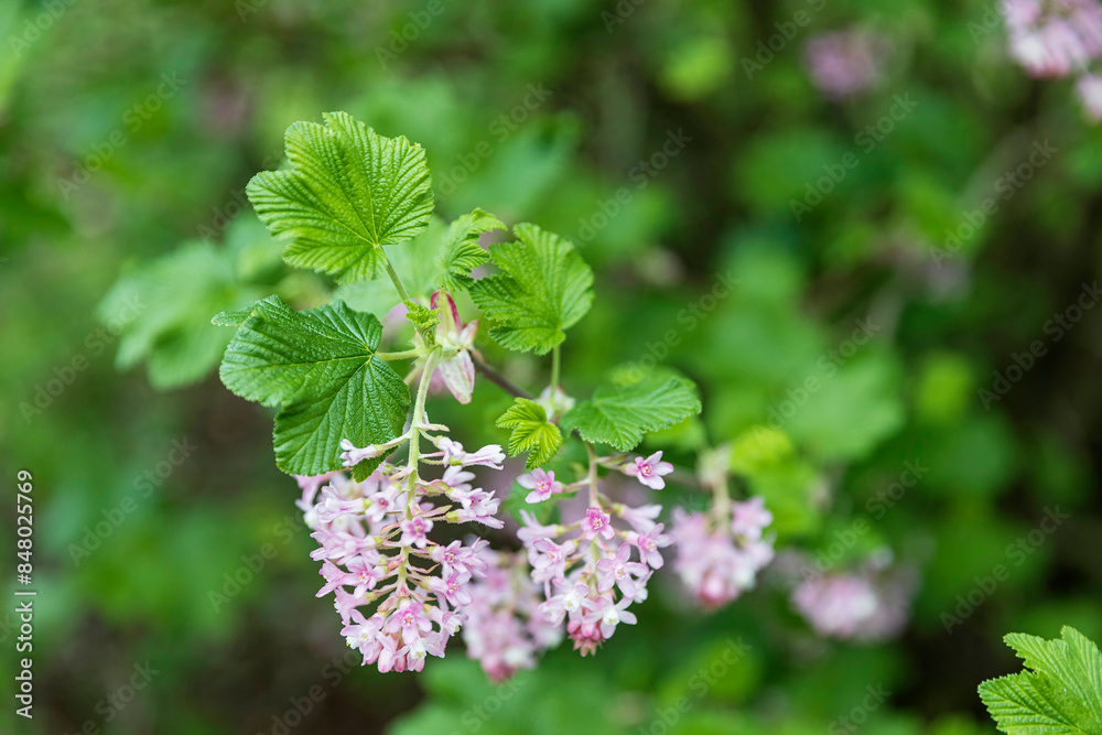 Ribes nevadense (sometimes spelled R. nevadaense) is a species of currant known by the common names Sierra currant and mountain pink currant. Ribes nevadense (sometimes spelled R. nevadaense) is a species of currant known by the common names Sierra currant and mountain pink currant.