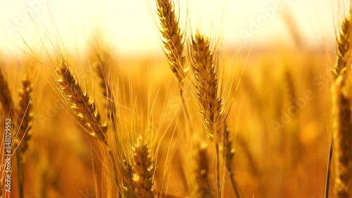 A field of golden wheat with the sun shining on it