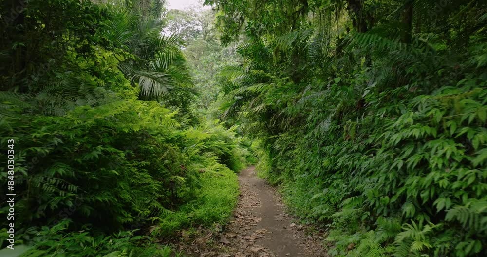 Drone flight in the tropical forest in Bali. Nature background of a rainforest. Drone flight in the tropical forest in Bali. Nature background of a rainforest.