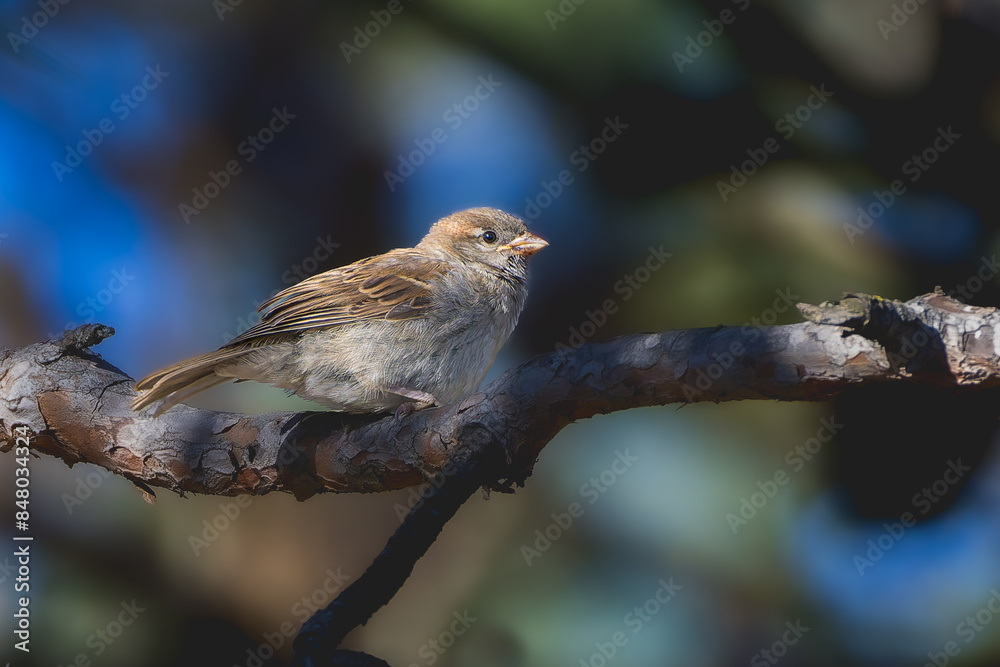 House Sparrow perched on a tree branch in the morning light