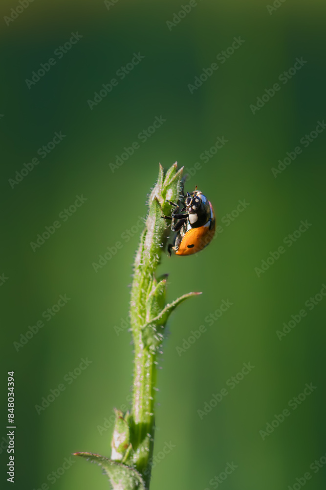 Fototapeta premium ladybug close-up in the morning light