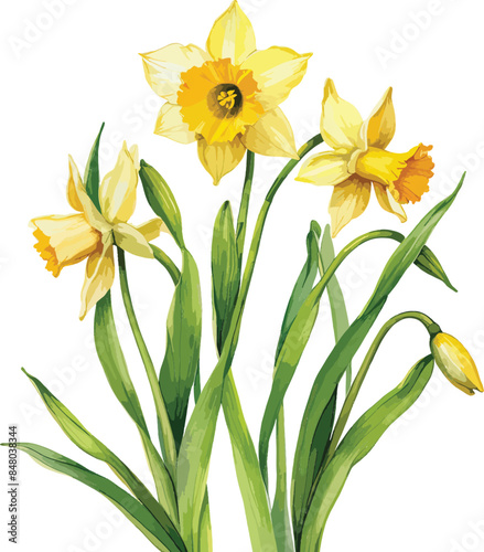Watercolor Daffodils Flowers Vector Illustration Perfect for invitations, Greeting Cards, T-Shirt Designs, Posters, Print Files and More