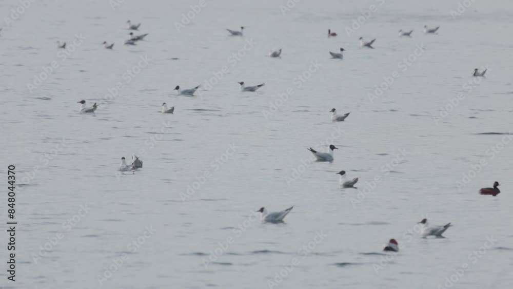 Many river gulls hunt fish in lakes, rivers, and canals. Seagulls fly over the water. Seagulls gracefully glide over the water's surface, their wings casting delicate shadows on the rippling waves. Many river gulls hunt fish in lakes, rivers, and canals. Seagulls fly over the water. Seagulls gracefully glide over the water's surface, their wings casting delicate shadows on the rippling waves.