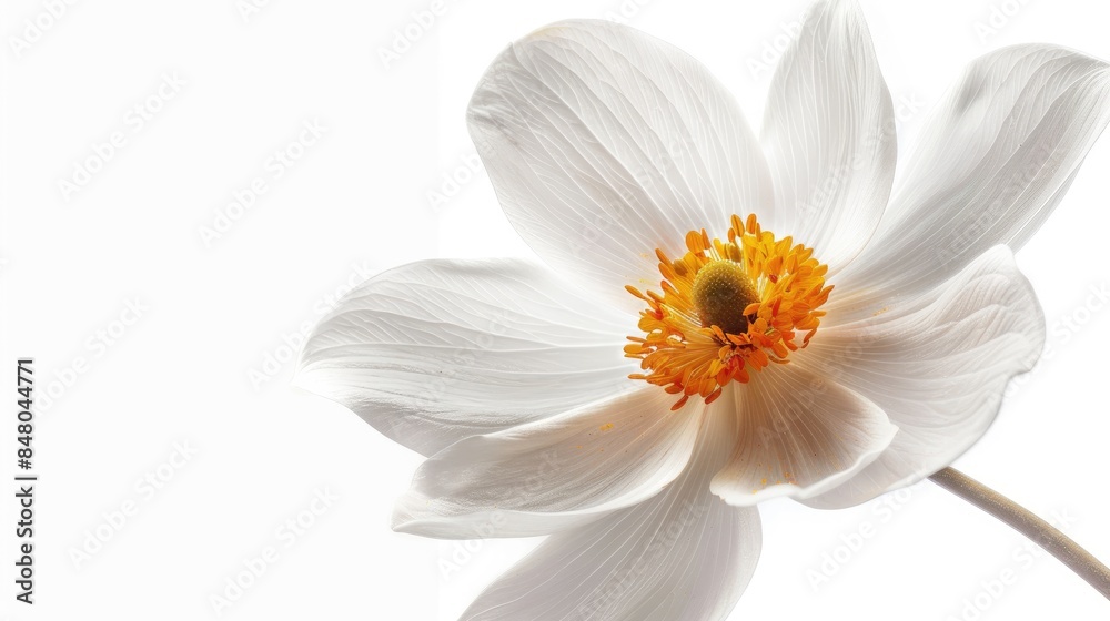 A stunning Wedelia blossom set against a clean white background showcasing its vivid and enchanting presence A stunning Wedelia blossom set against a clean white background showcasing its vivid and enchanting presence