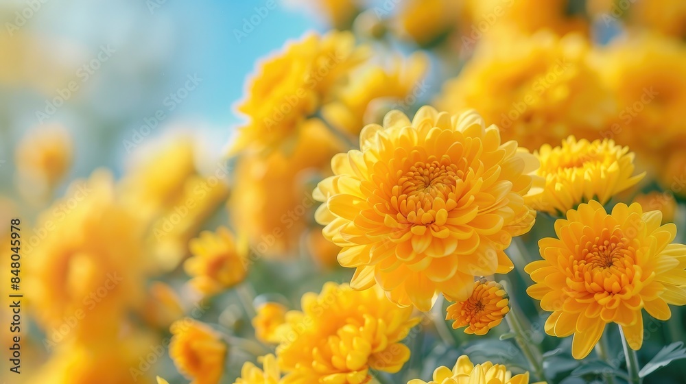 Beautiful and natural view of yellow chrysanthemums captured from a low angle Beautiful and natural view of yellow chrysanthemums captured from a low angle