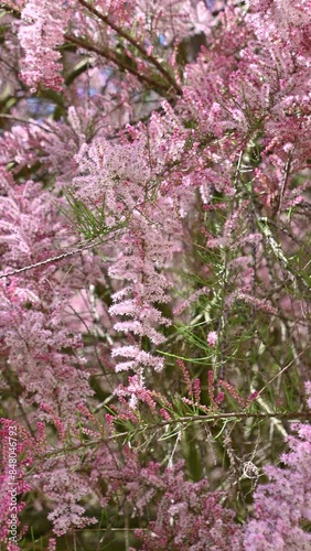 Beautiful pink flowers of Tamarix parviflora sway in the wind. smallflower tamarisk. Spring bloom. photo