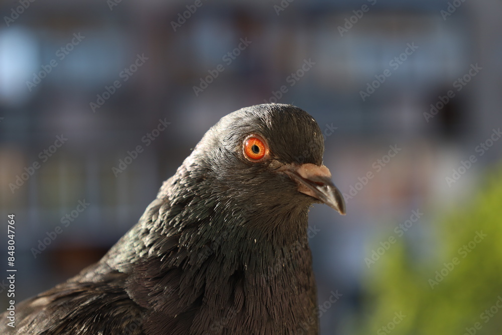 Pigeon closeup portrait, bird on the window, summer day, pigeon beautiful portrait, pigeons eyes in macro, Extreme Close Up Pigeon closeup portrait, bird on the window, summer day, pigeon beautiful portrait, pigeons eyes in macro, Extreme Close Up