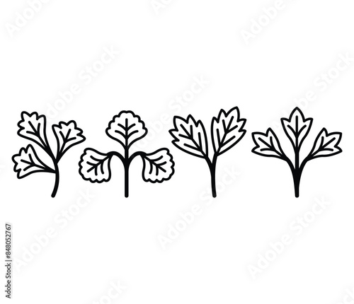 coriander leaf spice icons symbol vector design simple line black white color illustration sets © looli