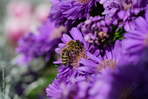 Fotografie Biene auf Aster