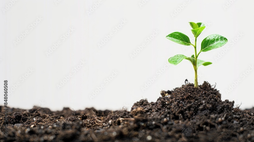 New life symbolized by plant emerging from soil on white background New life symbolized by plant emerging from soil on white background