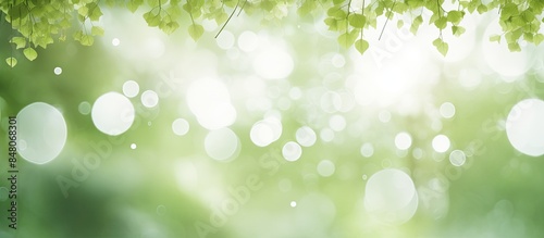 Nature green and white bokeh background from tree. Creative banner. Copyspace image