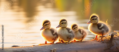 Small young baby mallard Anas platyrhinchos ducklings sleeping and prepearing for the night during a beautiful warm evening backlight shot Golden hour backlight cute baby ducks prepearing for night photo