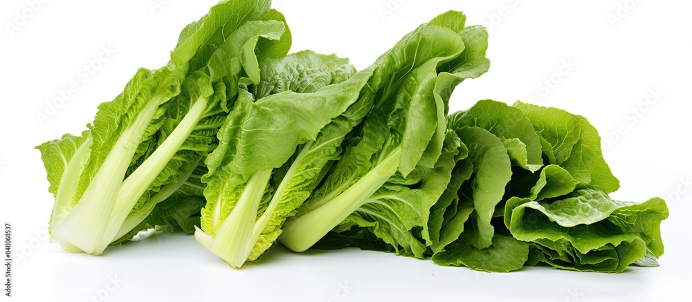 fresh lettuce leaves isolated on white. Creative banner. Copyspace image fresh lettuce leaves isolated on white. Creative banner. Copyspace image
