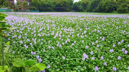timelapse of blooming eichhornia crassipes on a pond photo