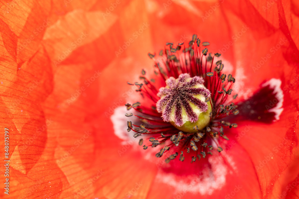 red poppy flower